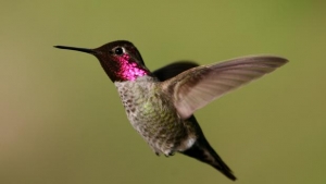 &iexcl;&iquest;Hab&iacute;an escuchado alguna vez a un Colibr&iacute; Roncar??!!