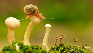 Muri&oacute; 'George', el &uacute;ltimo caracol hawaiano, y es la primera extinci&oacute;n del 2019