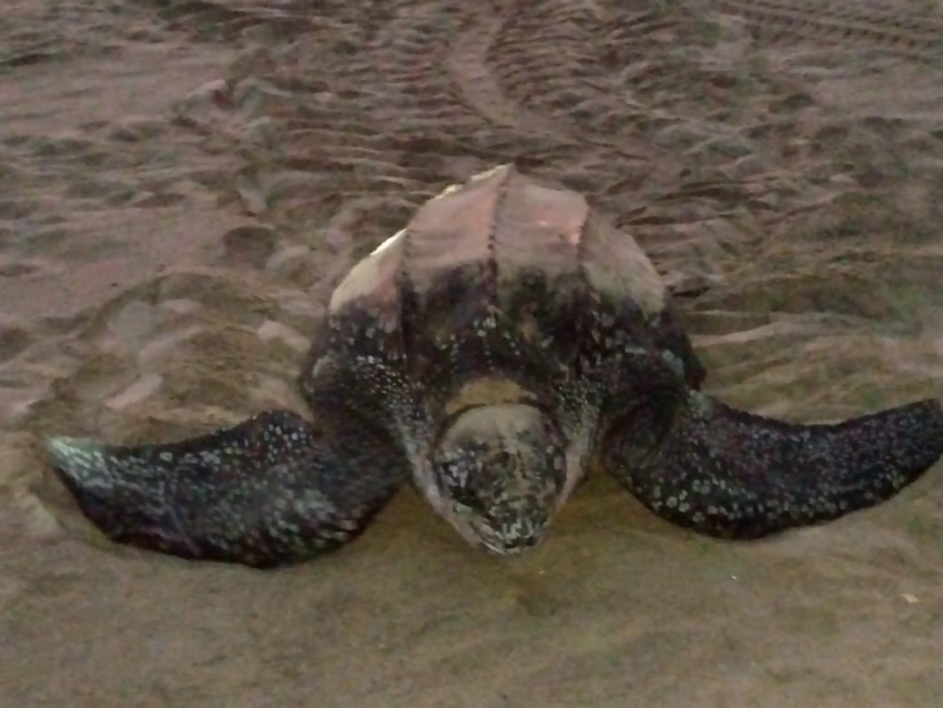 Llega la tortuga Laúd a Playa de Morro Ayuta, Oaxaca