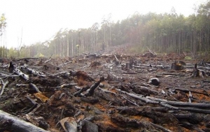 Noruega, el primer pa&iacute;s del mundo en prohibir la deforestaci&oacute;n