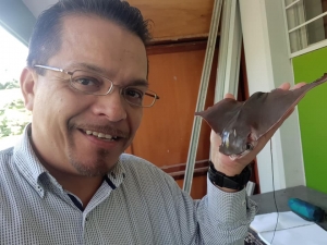 &iexcl;Conoc&iacute; una mantarrayita "Gavil&aacute;n Dorado"!