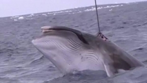 Salen a la luz im&aacute;genes de c&oacute;mo la flota japonesa caza ballenas en un santuario para la especie