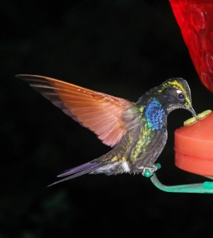 UNAM va al rescate del colibr&iacute; con creaci&oacute;n de jardines